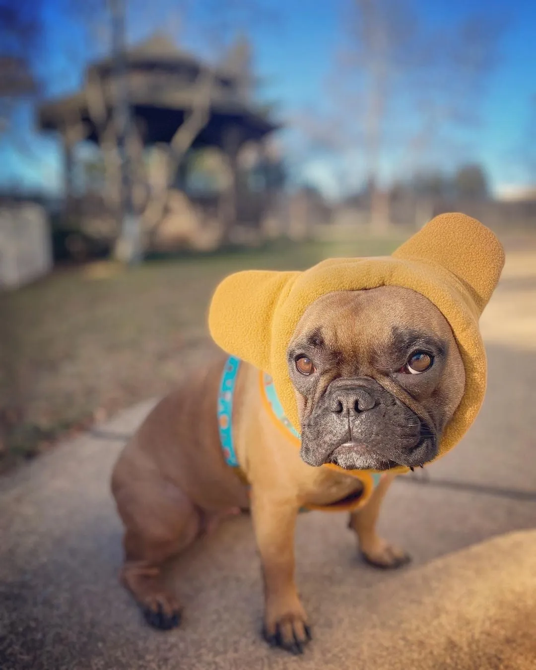 Frenchiestore Organic Dog Frenchie Ear Warmers | Fawn Frenchie